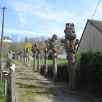 Interesting way to trim trees.