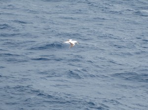 Can you see the bird is fishing?